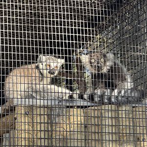 Lake Hartwell Safari - Juvenile Black & White Ruffed Lemur and Ring-Tailed Lemur (10/26/24)