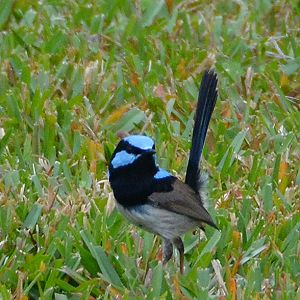 Superb fairy-wren (male)