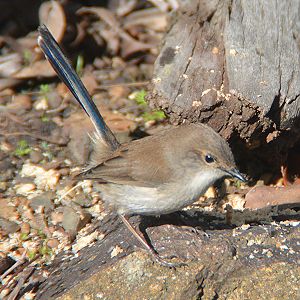 Superb fairy-wren (female)