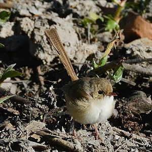 Red-backed fairy-wren (female)