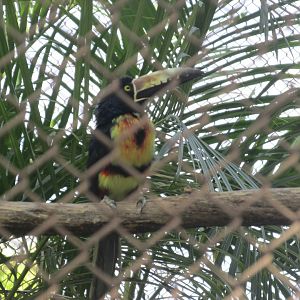 Collared Aracari