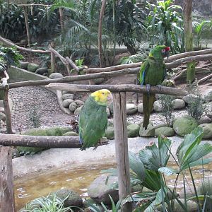 Yellow Headed Amazon Parrot and Mexican military Macaw