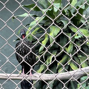 Crested Guan