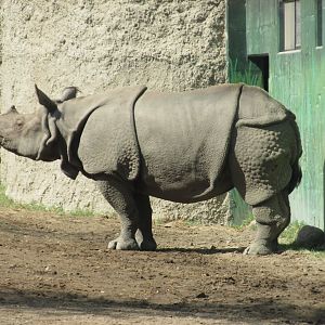 Indian rhino