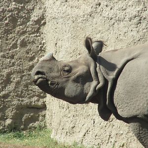 Indian rhino