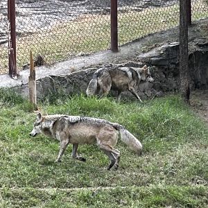 Mexican wolves