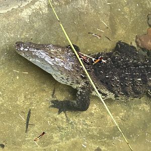 American Crocodile