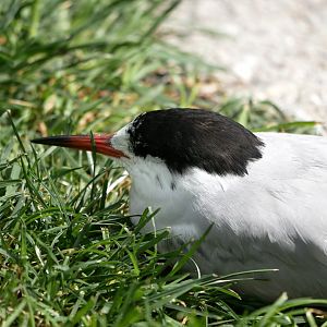 Common tern (Sterna hirundo)