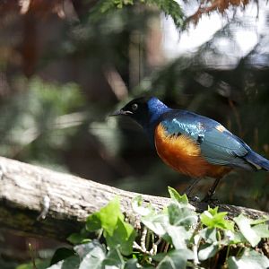 Superb starling (Lamprotornis superbus)