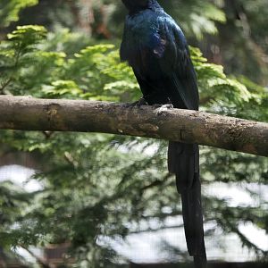 Long-tailed glossy starling (Lamprotornis caudatus)