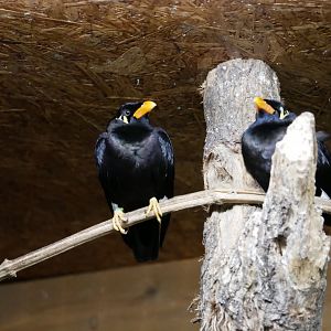 Common hill myna (Gracula religiosa)