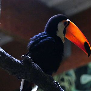 Toco toucan (Ramphastos toco)
