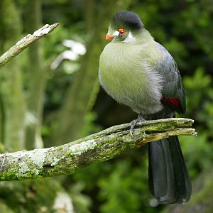 White-cheeked turaco (Menelikornis leucotis)