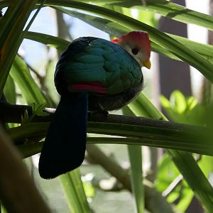 Red-crested turaco (Tauraco erythrolophus)