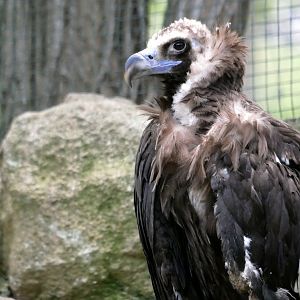 Cinereous vulture (Aegypius monachus)