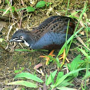 King Quail (Synoicus chinensis)