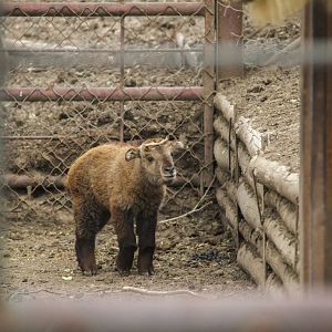 A new Golden Takin baby born in April