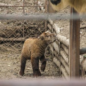 A new Golden Takin baby born in April.