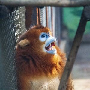 Golden Snub-nosed Monkey named Yuanbao