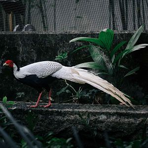 Silver Pheasant