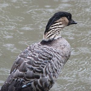 Nene -ZooParc de Beauval (2025)
