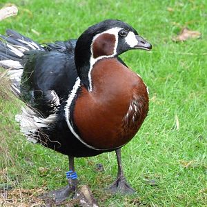 Red-breasted goose -ZooParc de Beauval (2025)