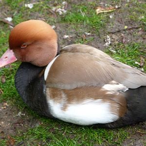 Red-crested pochard -ZooParc de Beauval (2025)