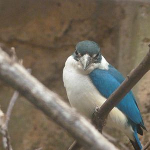 Collared kingfisher -ZooParc de Beauval (2025)