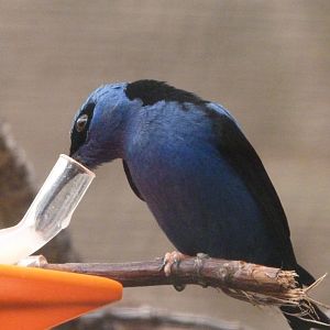 Red-legged honeycreeper -ZooParc de Beauval (2025)