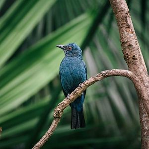 Asian Fairy Bluebird (female)