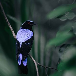 Asian Fairy Bluebird (Male)