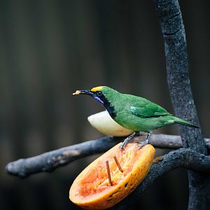 Golden Fronted Leafbird