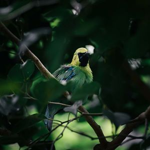 Blue Winged Leafbird (male)