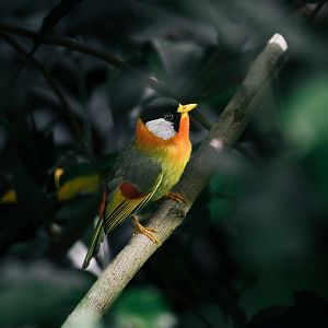 Silver Eared Mesia