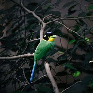 Long Tailed Broadbill