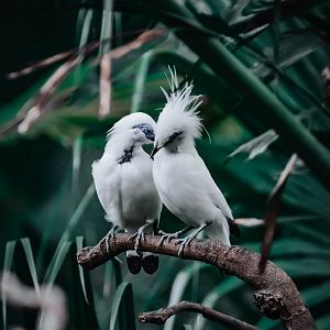 Bali Myna