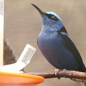 Red-legged honeycreeper -ZooParc de Beauval (2025)