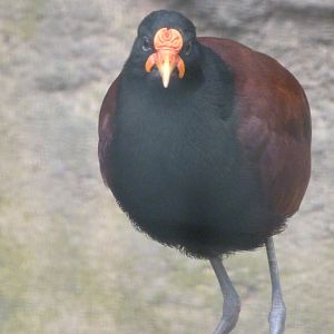 Wattled jacana -ZooParc de Beauval (2025)
