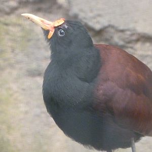 Wattled jacana -ZooParc de Beauval (2025)
