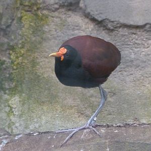 Wattled jacana -ZooParc de Beauval (2025)