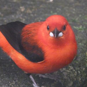 Brazilian tanager -ZooParc de Beauval (2025)