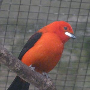 Brazilian tanager -ZooParc de Beauval (2025)