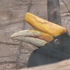 Javan rhinoceros hornbill -ZooParc de Beauval (2025)