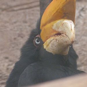Javan rhinoceros hornbill -ZooParc de Beauval (2025)