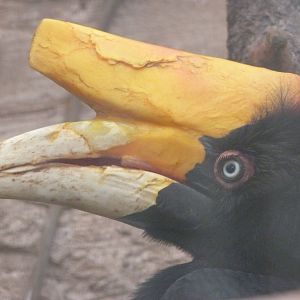 Javan rhinoceros hornbill -ZooParc de Beauval (2025)