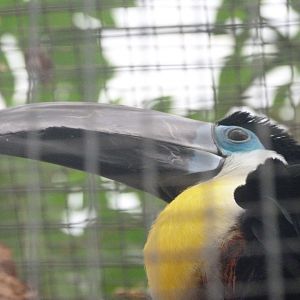 Channel-billed toucan -ZooParc de Beauval (2025)
