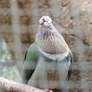 Pink-headed fruit dove -ZooParc de Beauval (2025)