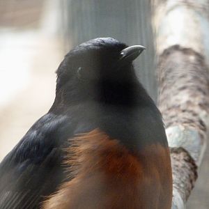White-rumped shama -ZooParc de Beauval (2025)