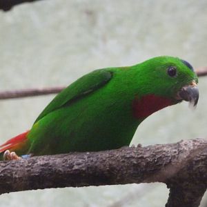Blue-crowned hanging parrot -ZooParc de Beauval (2025)