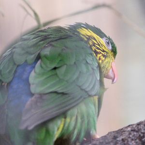 Southern red-flanked lorikeet -ZooParc de Beauval (2025)